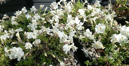 Phlox douglasii alba - 8cm pot 